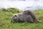 Nutria in Grolland
