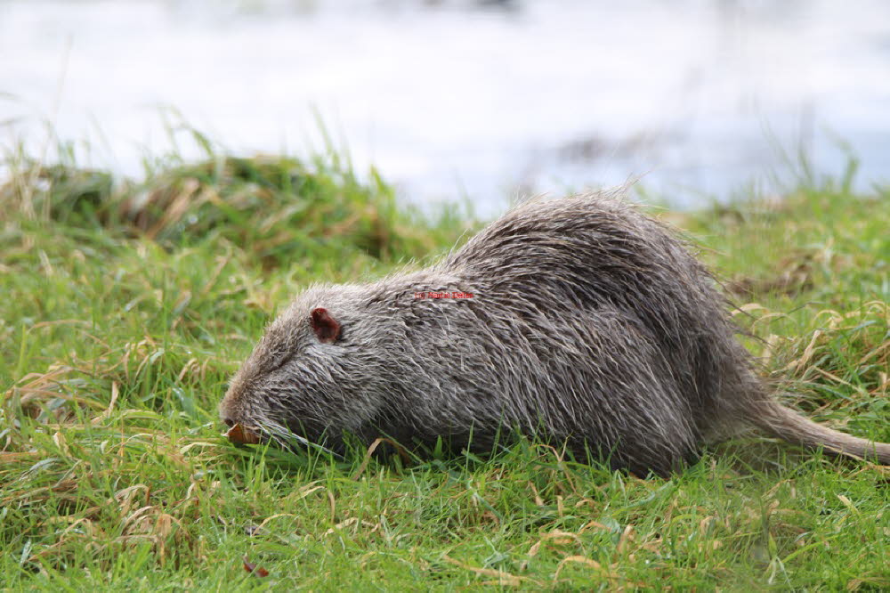 Nutria in Grolland