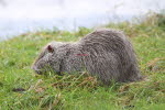 Nutria in Grolland