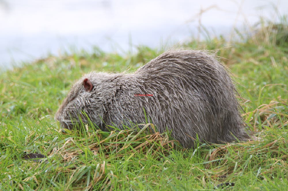 Nutria in Grolland