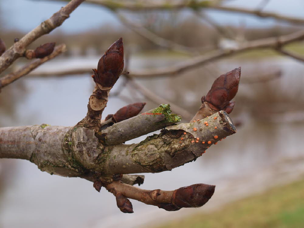 Knospen Mitte Januar