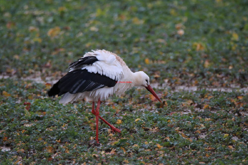 Der erste Storch 2024