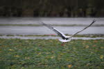 Der erste Storch 2024