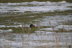 Nutria im Winter