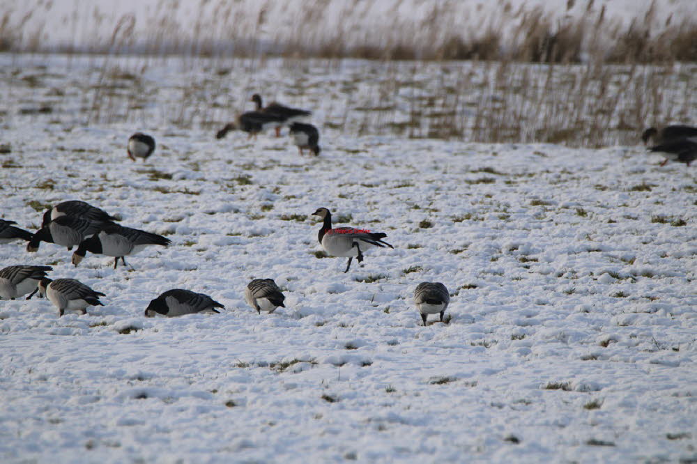 Winterimpressionen